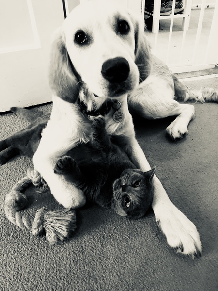 Couple of golden retriever puppy quest