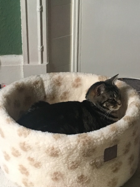 Wow she’s actuallu using a bed made for cats!