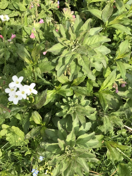 Plant ID - rosettes