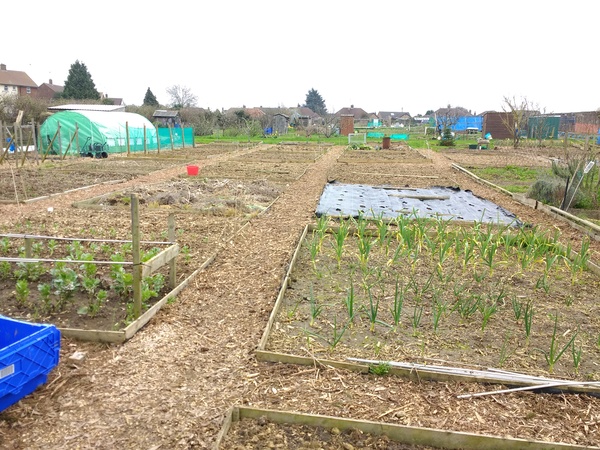 Allotment/Veg patch thread 11 'We bid  farewell to rainbow leaves but will keep plotting along'
