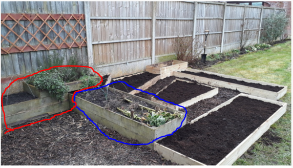 Allotment/Veg patch thread 11 'We bid  farewell to rainbow leaves but will keep plotting along'