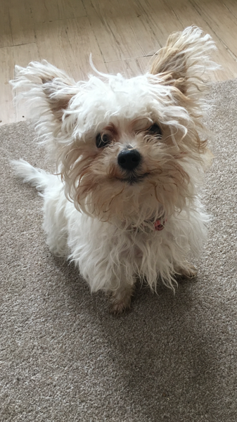 BEST DOGGY DNA TEST?