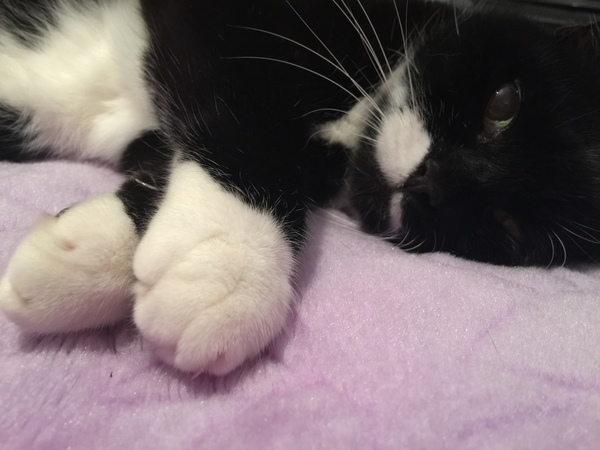 Show me your cats!