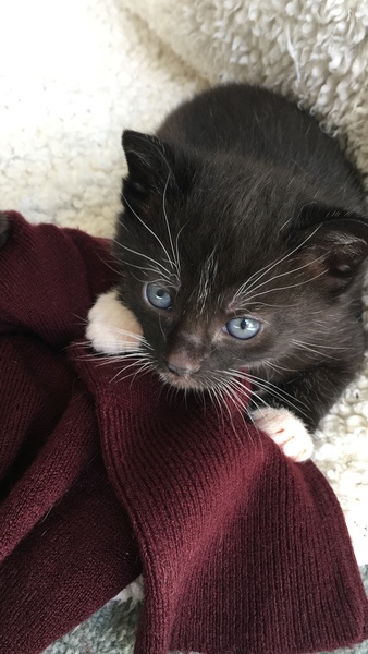 New fosters about to arrive
