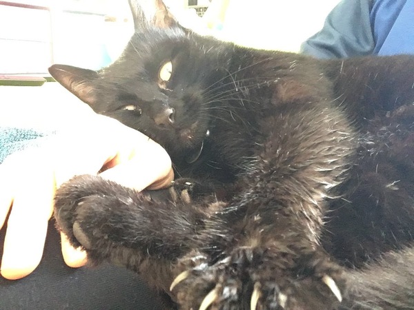 Wayward feline woes