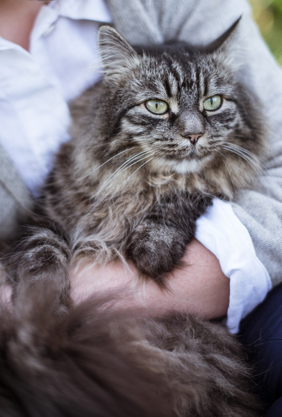 I've been to a cat show and now I'm a bit depressed