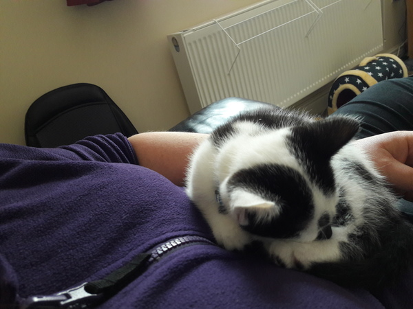 What are your pets favourite luxuries?