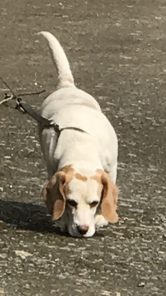 Owners of dogs with no re call- this way please.