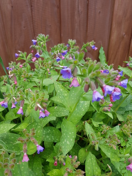 Identify this plant please.