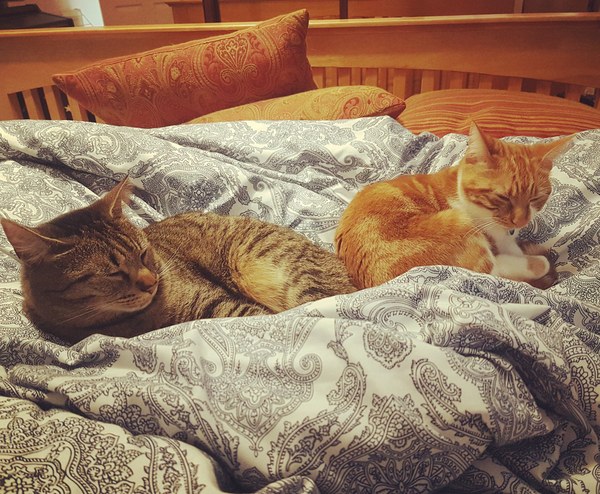 What's your DCat up to today? Episode 6, Return of the... Cats?