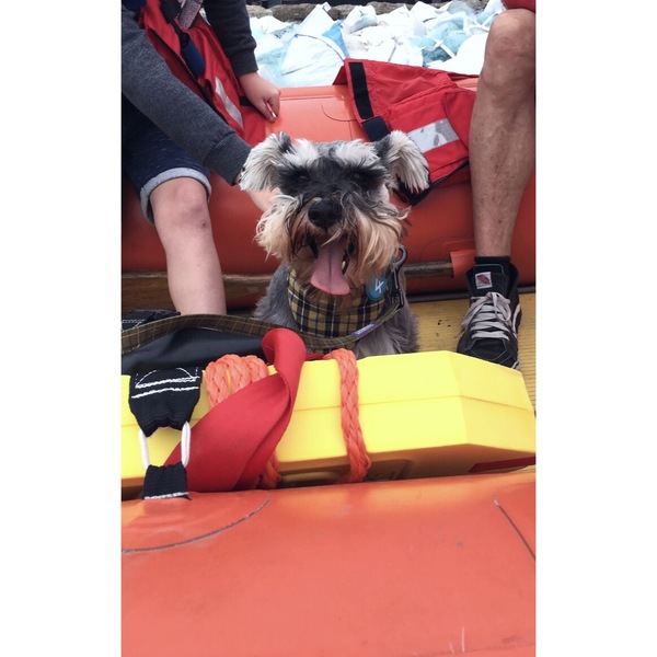 Help me choose a breed