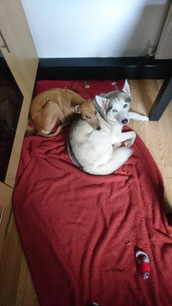 How to help my pining dog