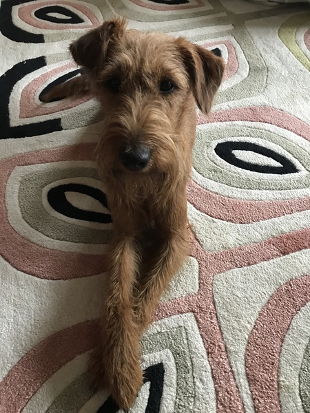 What a beautiful dog!