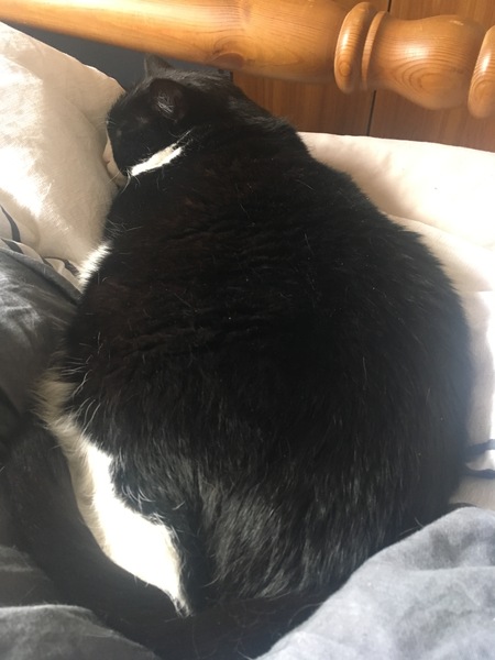 What body shape is your Dcat?