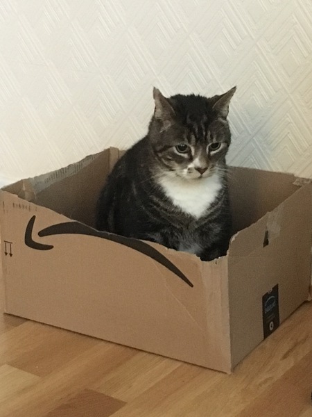 What's your DCat up to today? Episode 6, Return of the... Cats?