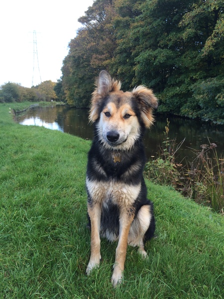 What a beautiful dog!