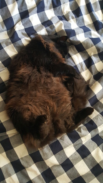 What's your DCat up to today? Episode 6, Return of the... Cats?