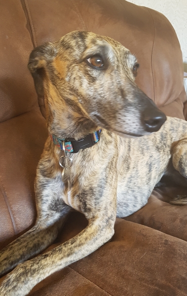 What a beautiful dog!