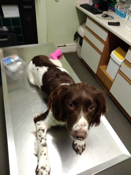 Springer on bedrest - activity suggestions please