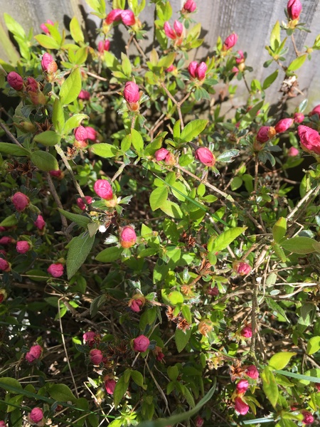 Plant id
