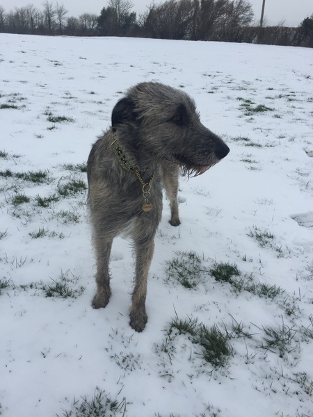Help me choose a breed