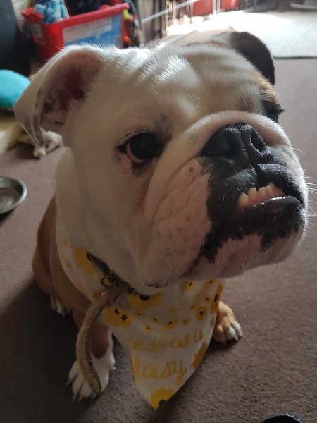 General Dog Chat Part II