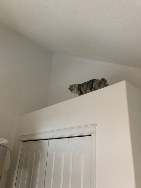 What's your DCat up to today? Episode 6, Return of the... Cats?
