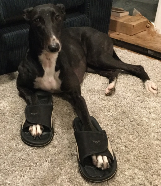 Your dog's quirks
