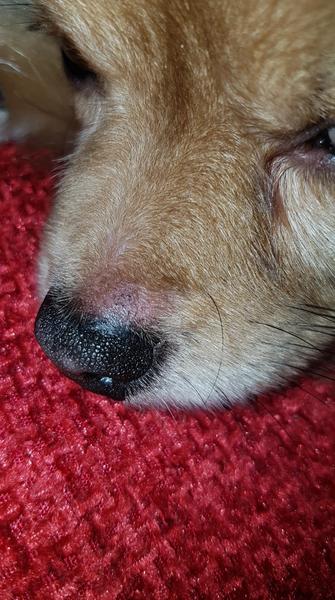 Does this need a vet or wait and see?