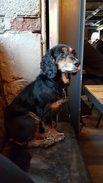 What a beautiful dog!