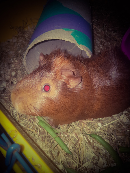 Show me your guinea pigs