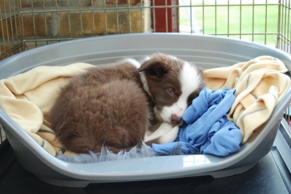 Puppy crying and barking at night