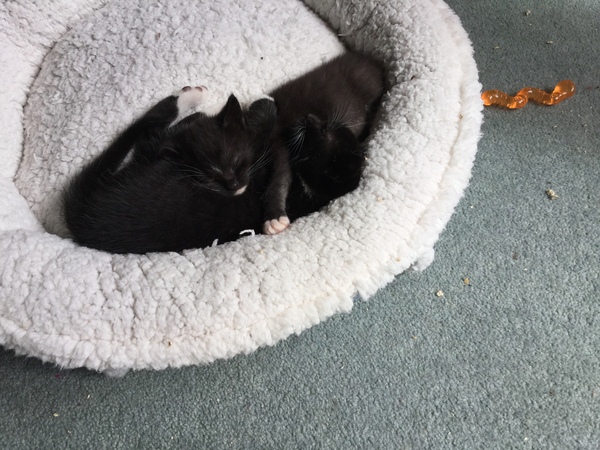 New fosters about to arrive