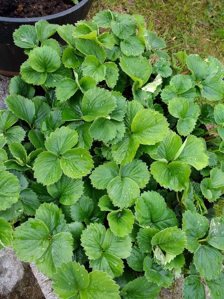 Strawberries