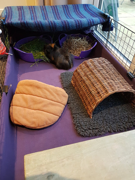 Guinea pigs for dummies