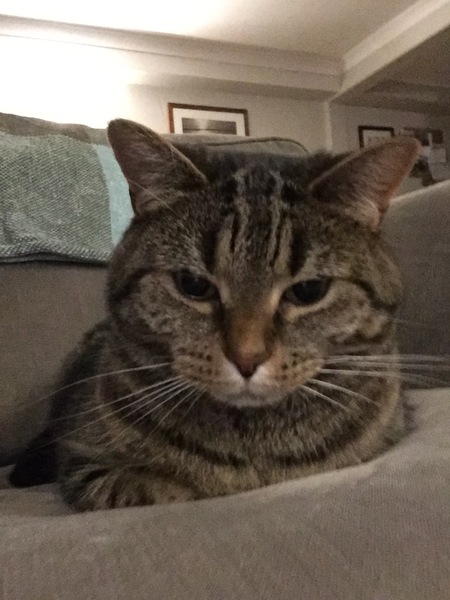 I've been to a cat show and now I'm a bit depressed