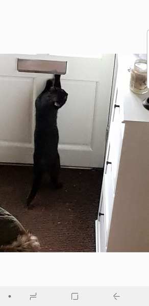 Letting rescue cat out for first time. Help!