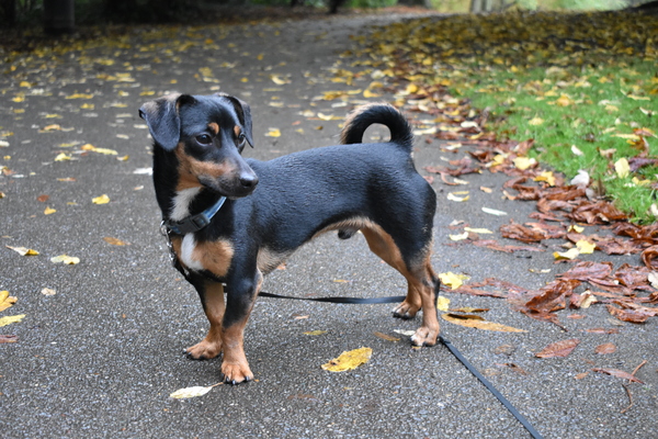 What a beautiful dog!