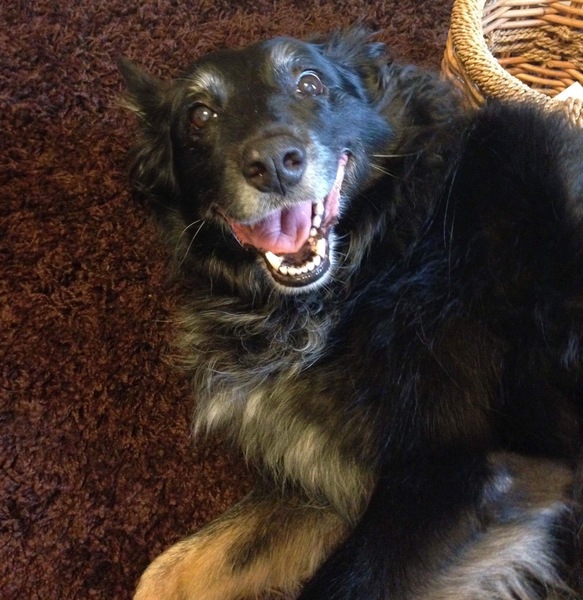 What a beautiful dog!