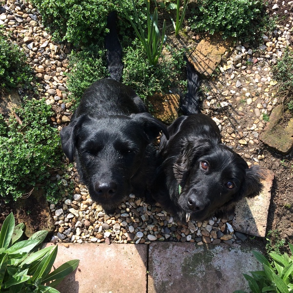 Has anyone regretted a second dog?