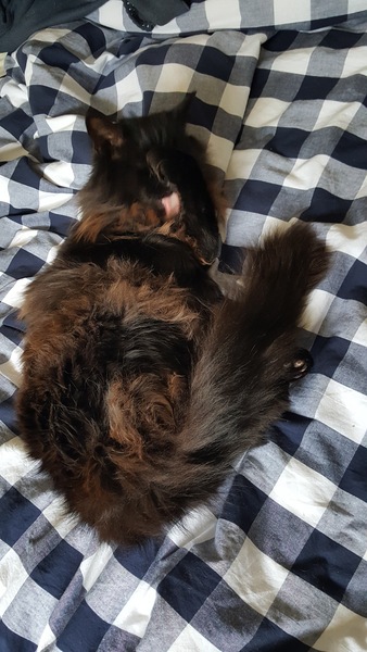 What body shape is your Dcat?