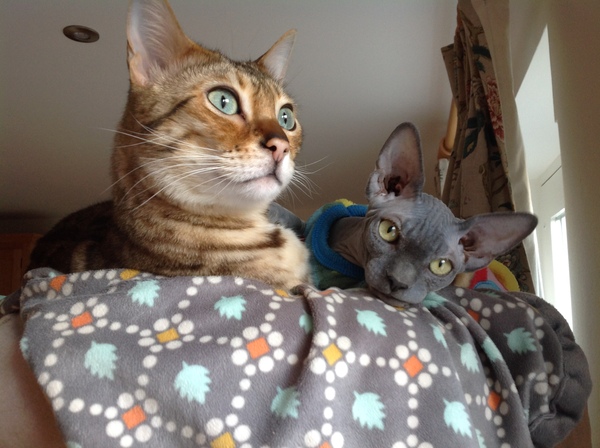 Show me your cats!