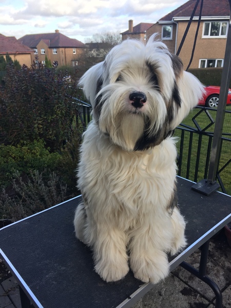 Help me find the right hilarious little dog for the kids