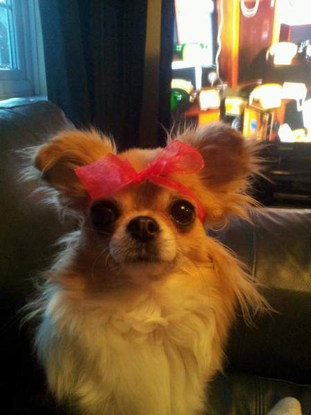 Chihuahua