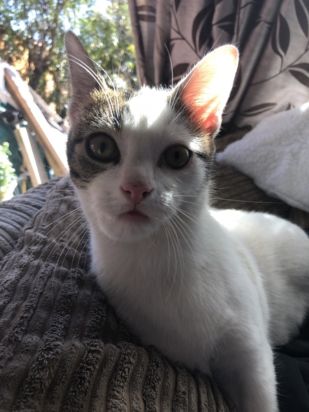 To be pissed off with my cat