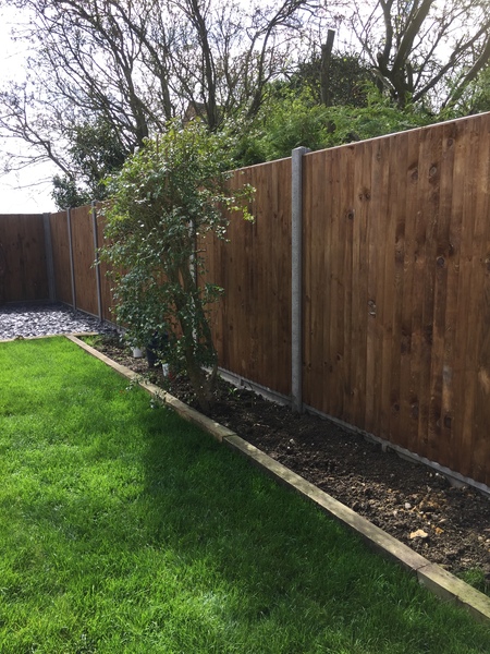Plant/shrub suggestions