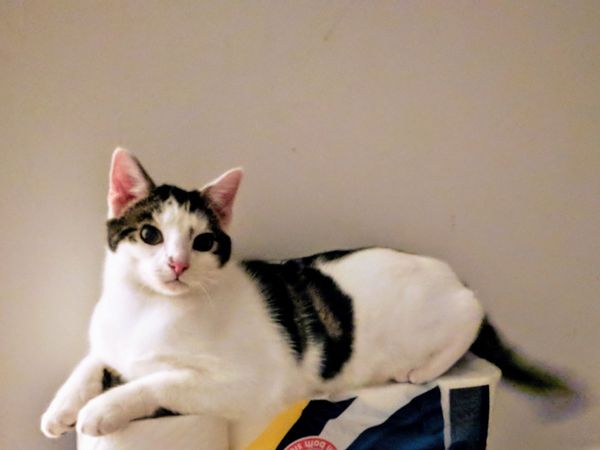Anyone's cat been diagnosed with Wolff-Parkinson-White / Alternative pathway?