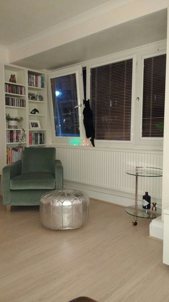 Letting rescue cat out for first time. Help!