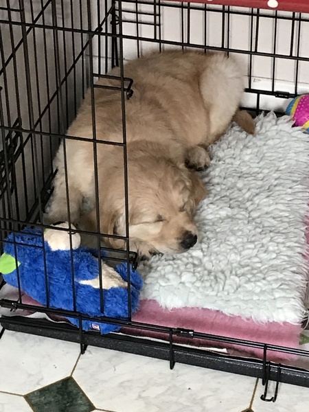 New puppy