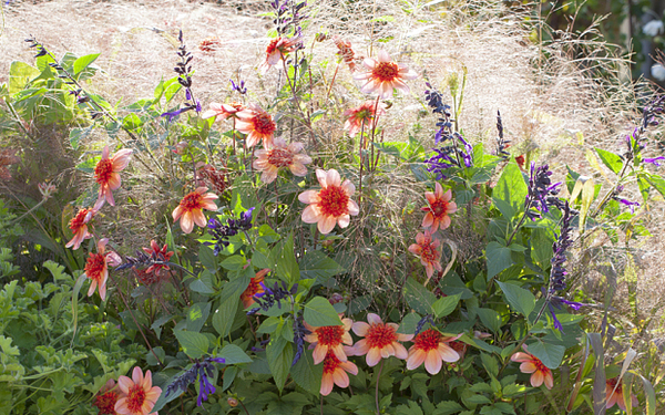 Dahlias & Salvia together?